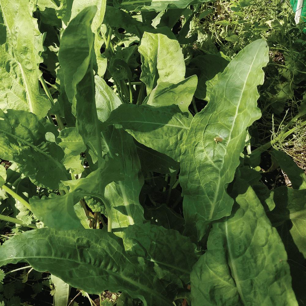 Large Leaf Sorrel