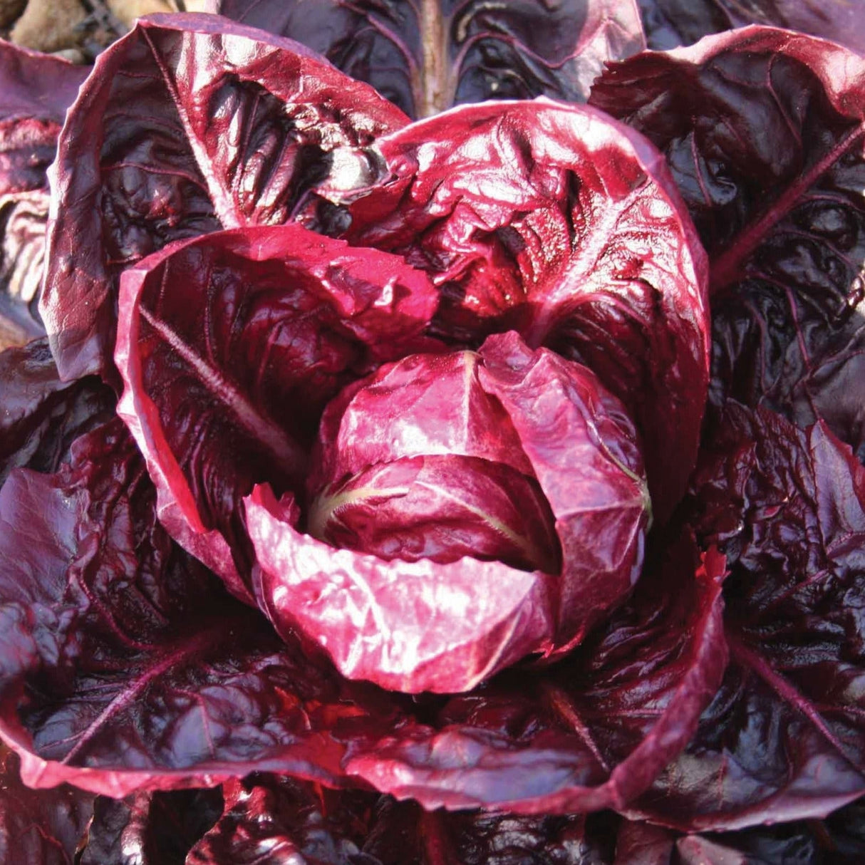 Rouge De Verona Radicchio