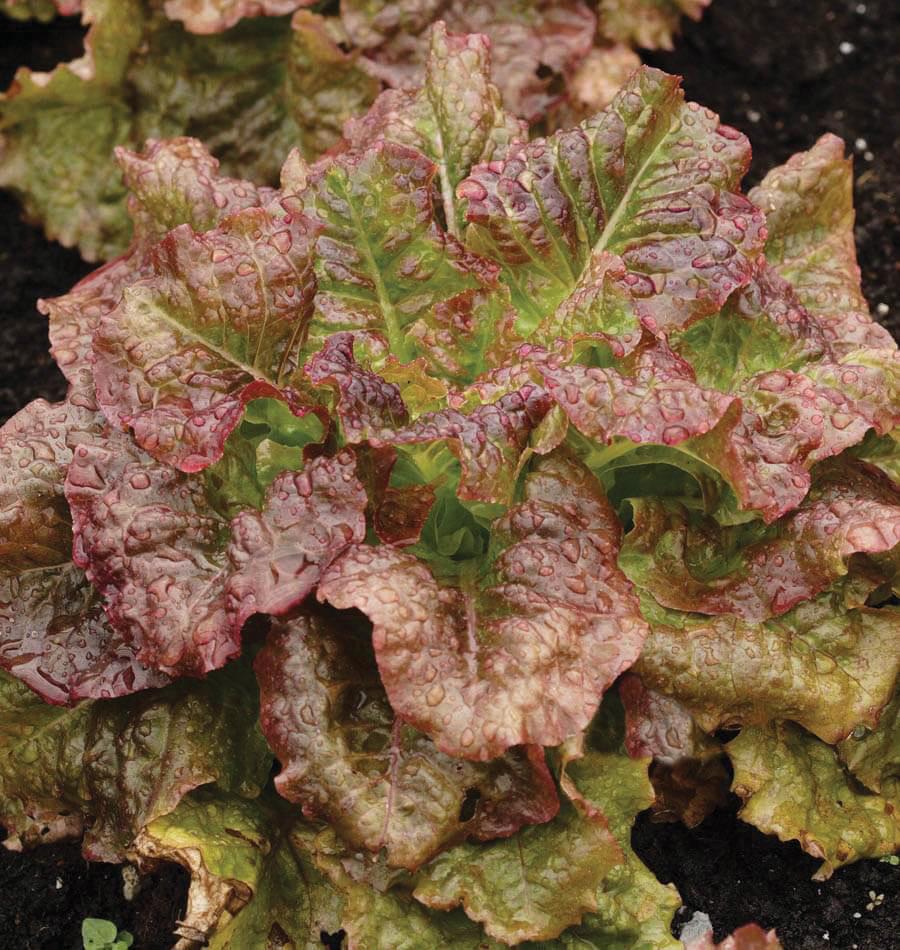 Red Sails Leaf Lettuce