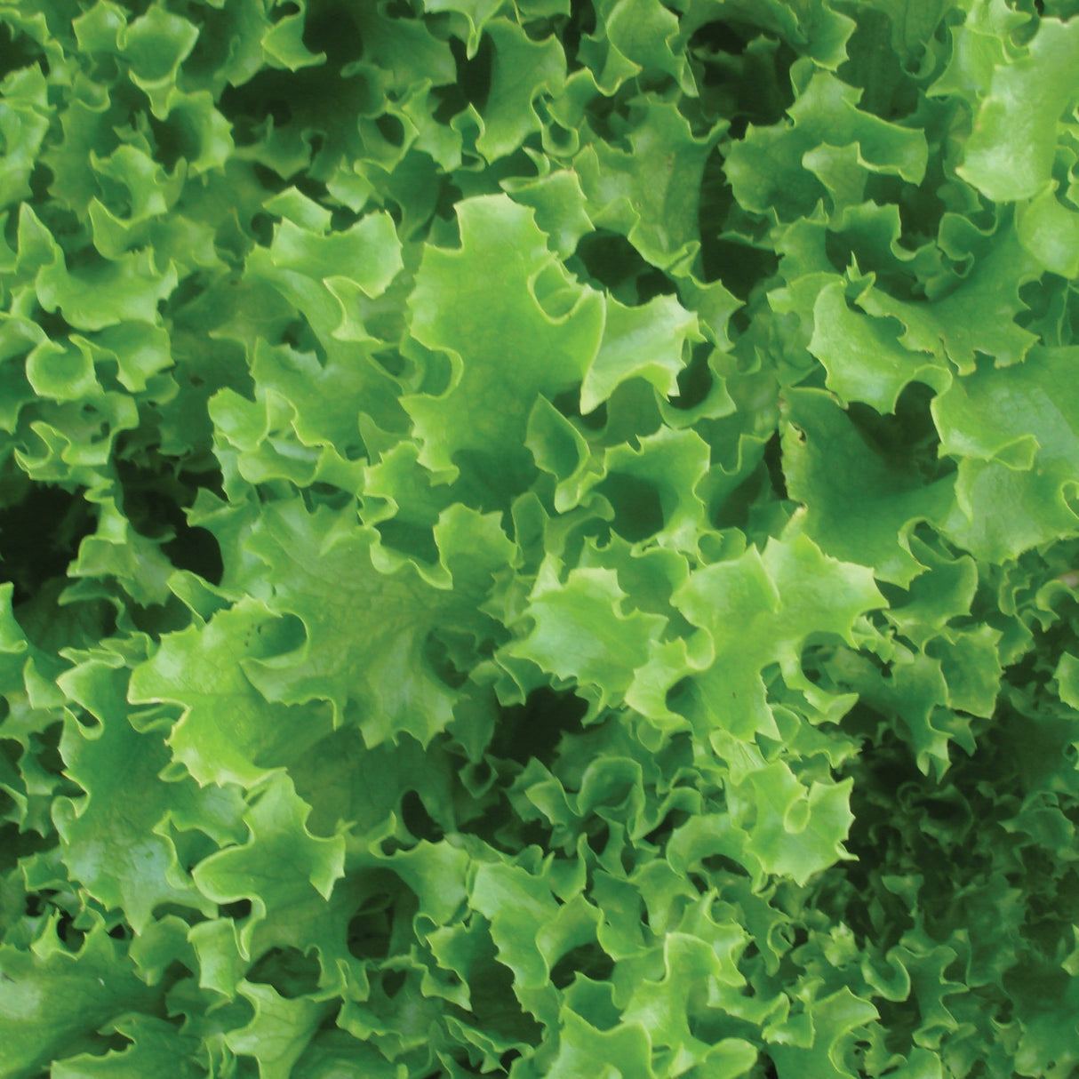 Tango Leaf Lettuce