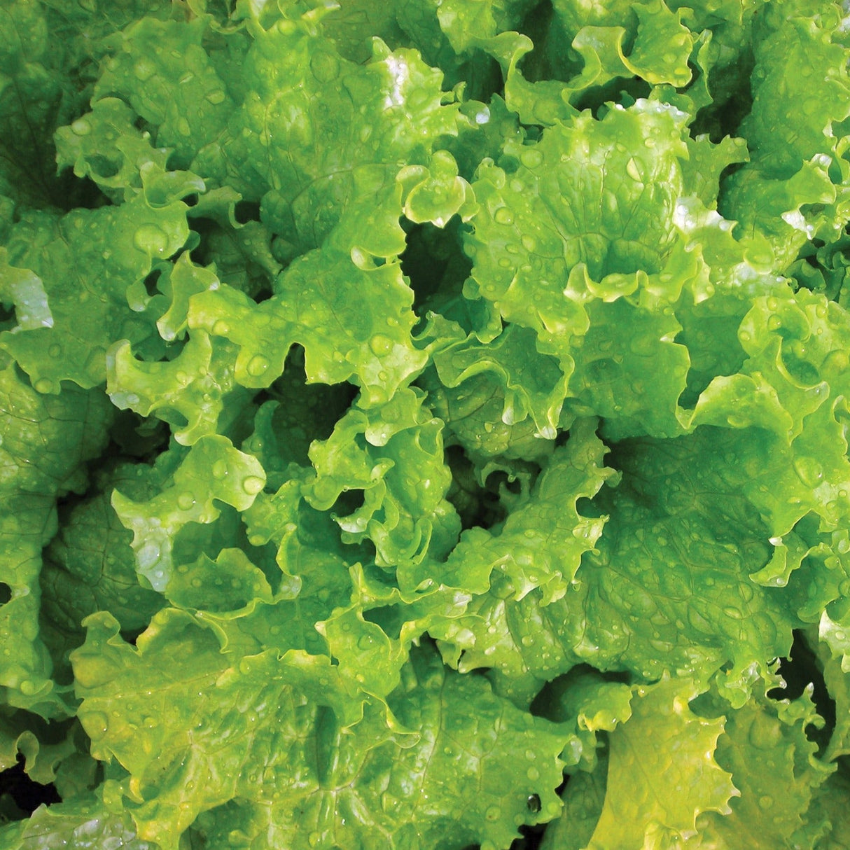 Slobolt Lettuce