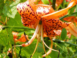 20 Orange TURKS CAP Tiger LILY Lilium Superbum Heirloom Native Perennial Flower Seeds