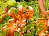 20 Orange TURKS CAP Tiger LILY Lilium Superbum Heirloom Native Perennial Flower Seeds
