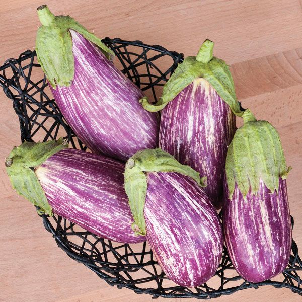 Listada diGandia Eggplant