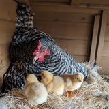 Barred Rock Chicks – Buy 10 + 5 Bonus Free (15 All-Female, Shipping Included)