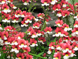 50 RED & WHITE NEMESIA Strumosa Danish Flag Fragrant Bicolor Flower Seeds