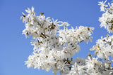 5 STAR MAGNOLIA Stellata TREE Seeds - Fragrant White to Pink Big 4" Wide Flowers