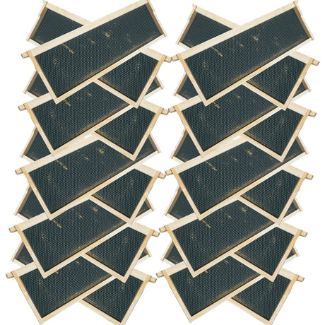Medium 6 1/4-Inch Frame, Grooved Top / Grooved Bottom With Double Wax Foundation