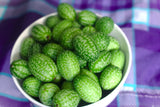 10 CUCAMELON Melothria Scabra Mouse Melon Mexican Gherkin Mini Watermelon Cucumber Fruit Vine Seeds