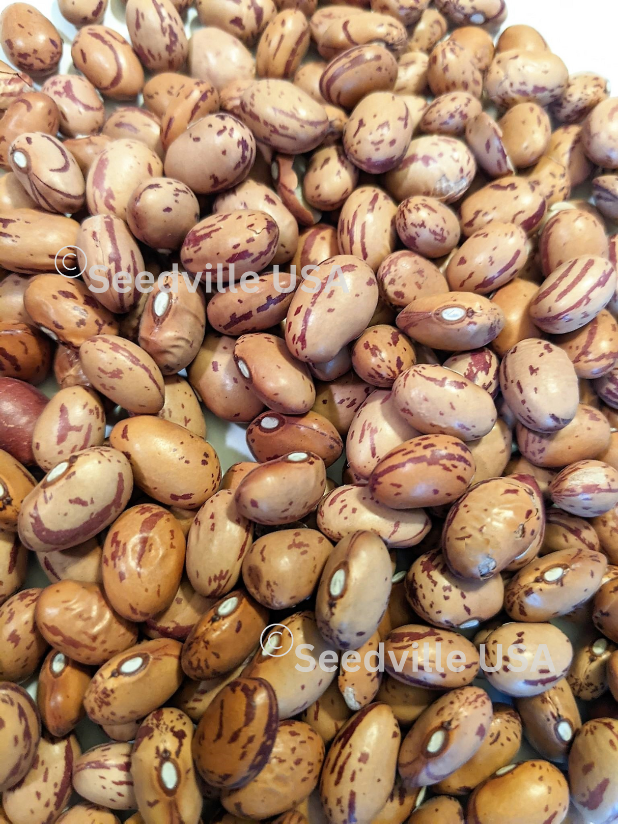 25 DWARF HORTICULTURE BEAN Taylor Long French Phaseolus Vulgaris Vegetable Seeds