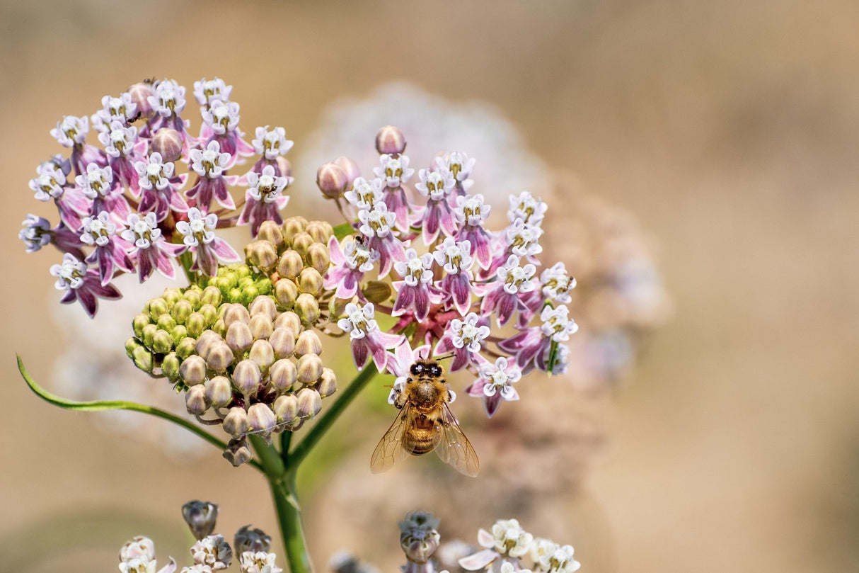 Narrowleaf Milkweed