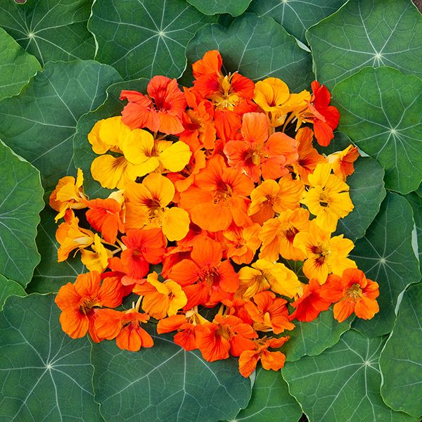 Nasturtium Blend