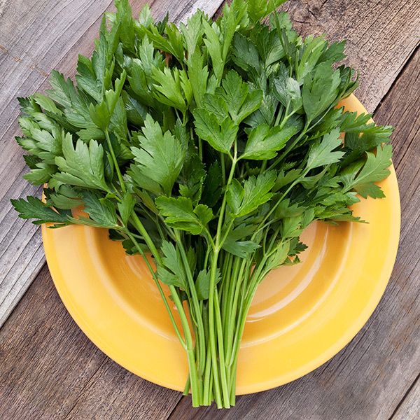 Italian Flat Leaf Parsley