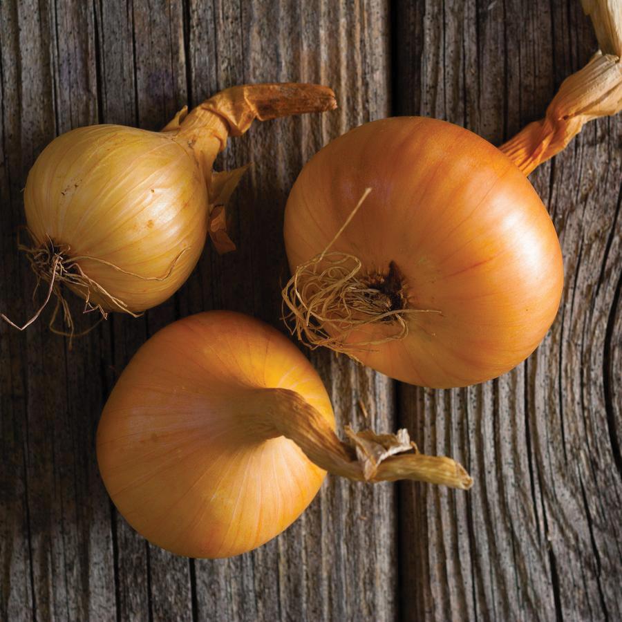 Utah Yellow Sweet Spanish Onion