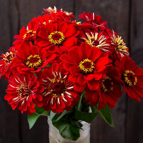 Red Scarlet Zinnia