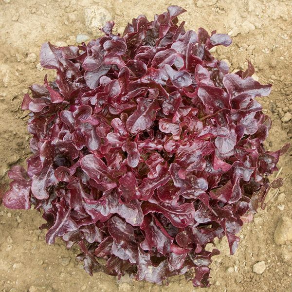 Red Oak Leaf Lettuce