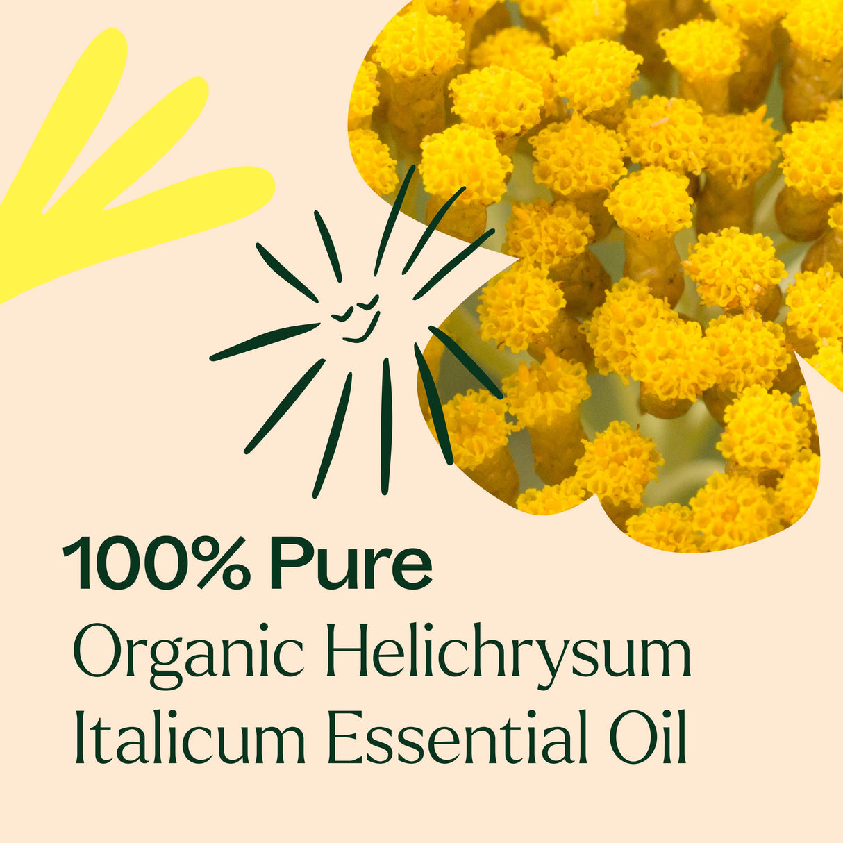 Organic Helichrysum Italicum Essential Oil