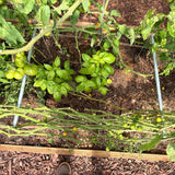 Vine Buddy Trellis Support