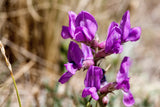 30 Purple LOCOWEED CRAZYWEED Oxytropis Lambertii Native Flower Seeds