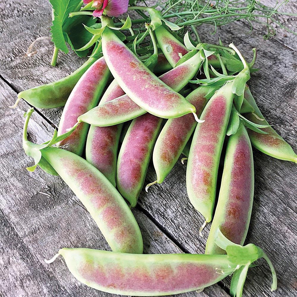 Spring Blush Pea