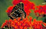 10 GAY BUTTERFLIES MILKWEED Red Yellow Orange Mix Asclepias Tuberosa Butterfly Weed Flower Seeds