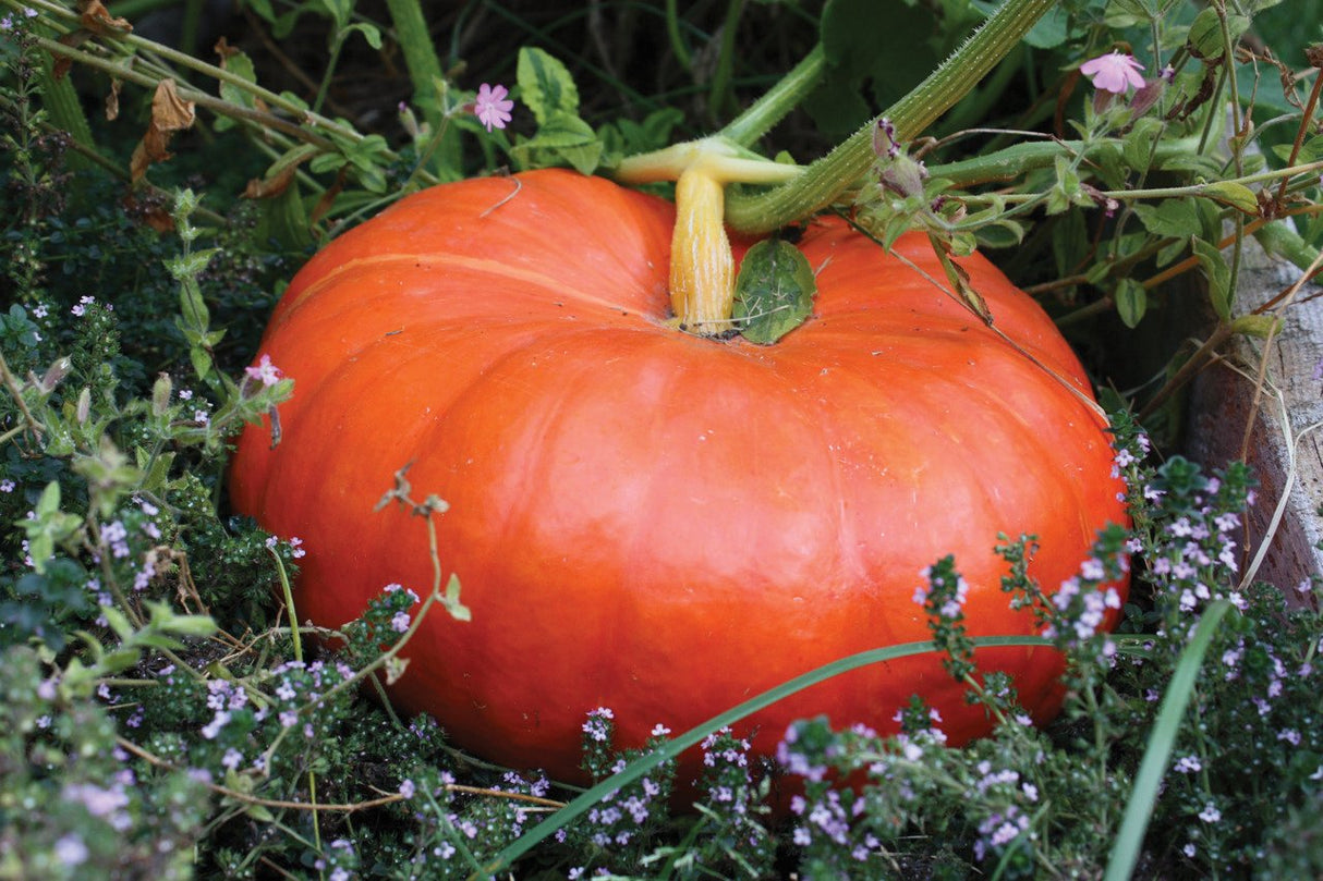 Rouge vif D'Estampes / Cinderella Pumpkin