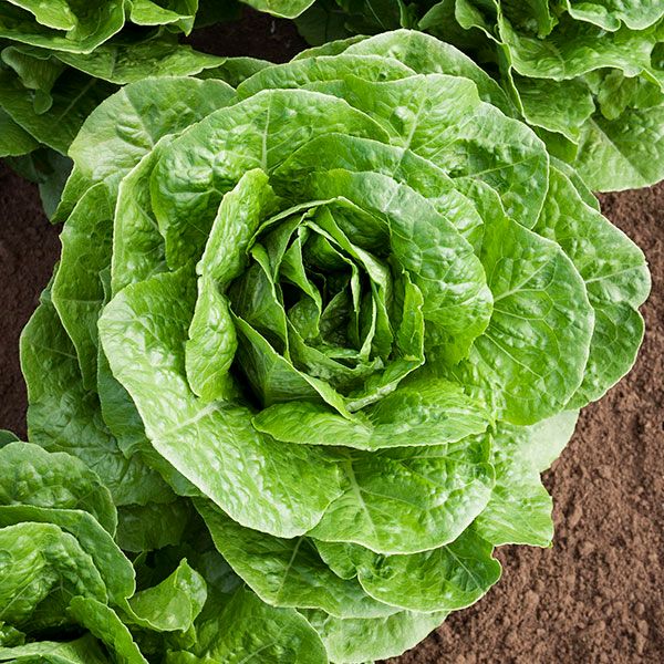 Parris Island Cos Lettuce