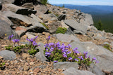 50 ALPINE PENSTEMON Davidsonii Davidson's Beardtongue Purple Flower Seeds
