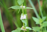 50 WHITE WOOD MINT Mentha Arvensis Wild Field Herb Flower Seeds