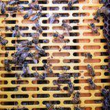 Plastic Queen Excluder