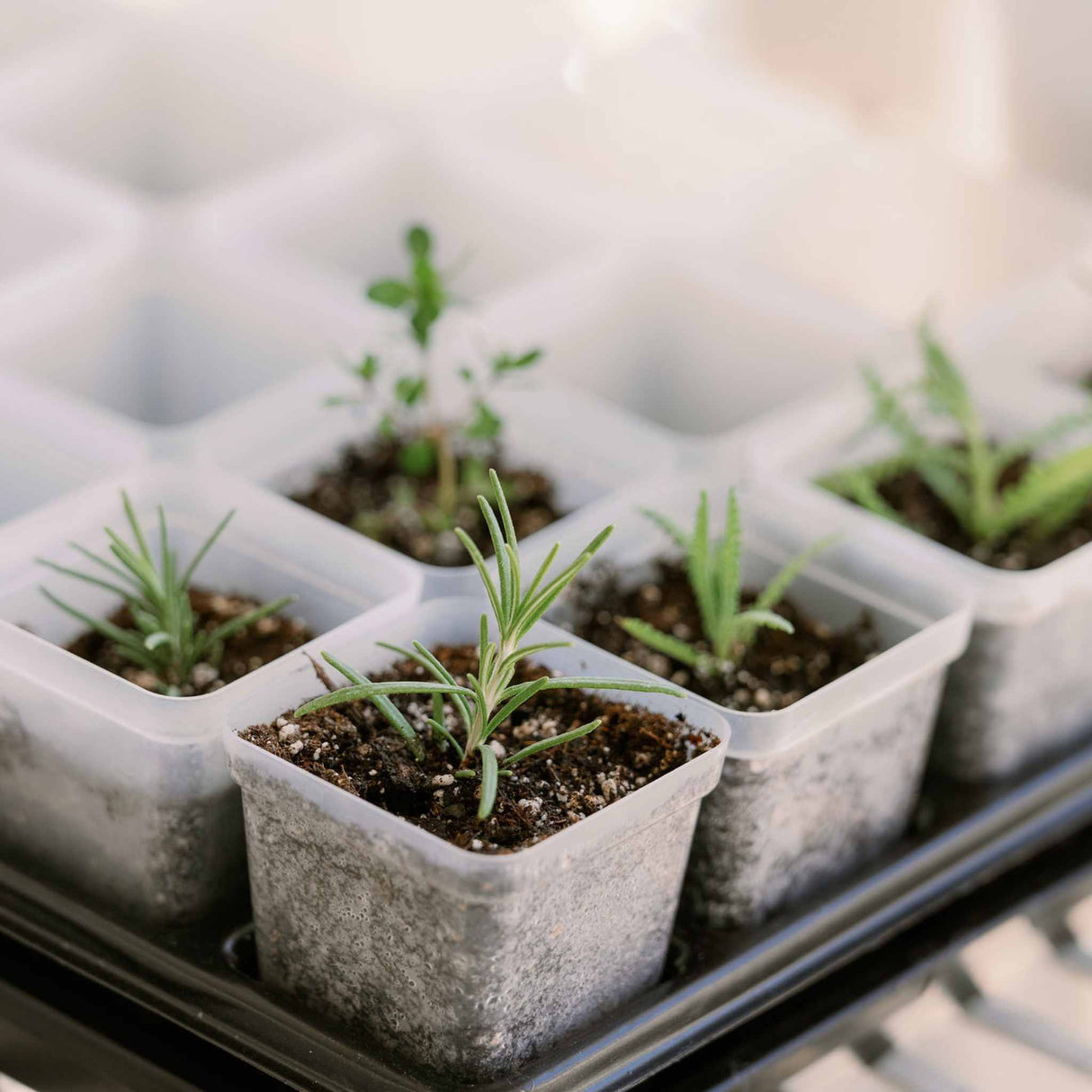 Propagation Kit | For Cuttings, Seedlings and More
