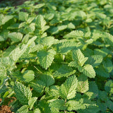 Lemon Balm