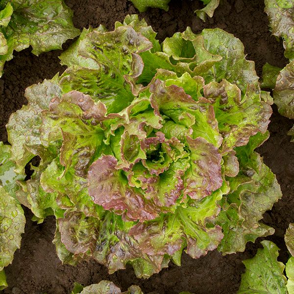 Lovelock Lettuce