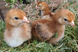 Rhode Island Red Chicks – Buy 10 + 5 Bonus Free (15 All-Female, Shipping Included)