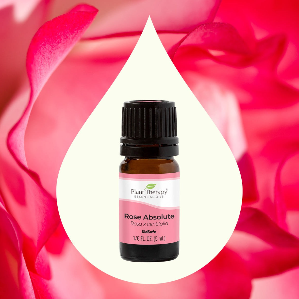 Rose Absolute Essential Oil