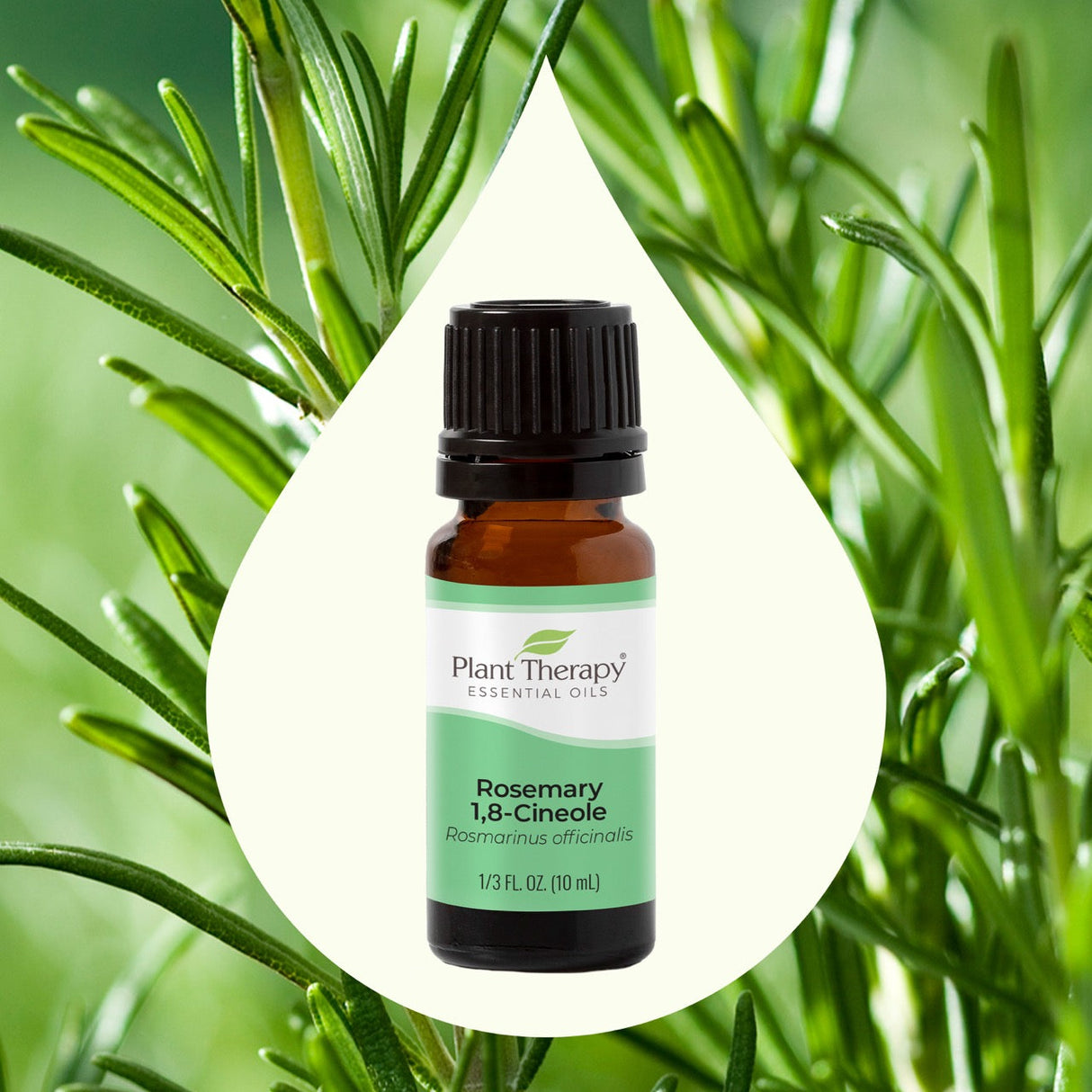 Rosemary 1,8-Cineole Essential Oil