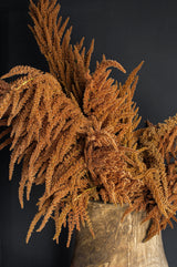 100 Pastel AUTUMNS TOUCH AMARANTHUS Cruentus Bronze Coral Apricot Flower Seeds