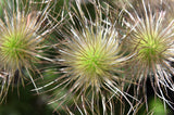 25 WHITE ANEMONE Pulsatilla Vulgaris PASQUE flower Seeds