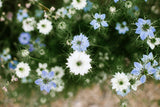 150 NIGELLA Sativa BLACK CUMIN Spice Black Caraway Fennel Flower Herb Seeds