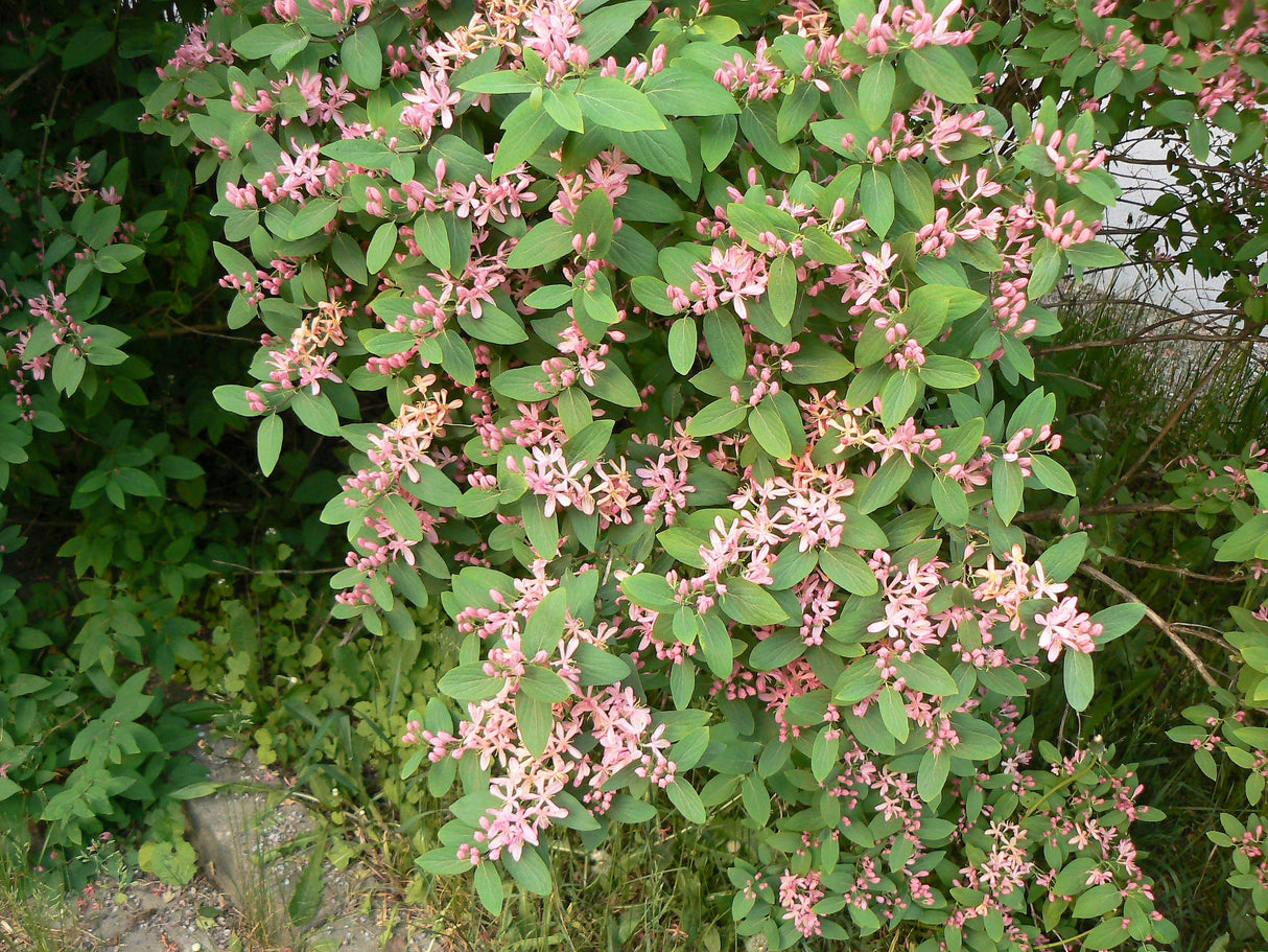 50 Tatarian Asian HONEYSUCKLE Lonicera Tatarica Pink Flower Shrub Bush Seeds