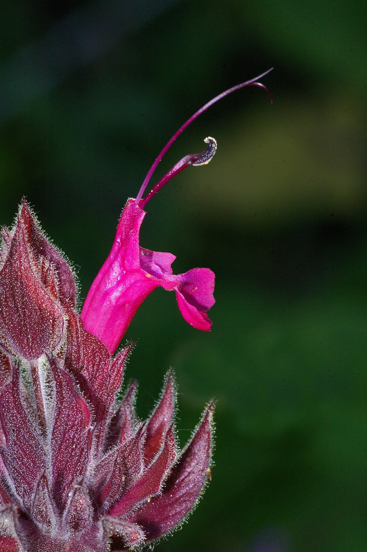 10 Organic California HUMMINGBIRD SAGE Salvia Spathacea Magenta Red Flower Herb Seeds
