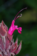 10 Organic California HUMMINGBIRD SAGE Salvia Spathacea Magenta Red Flower Herb Seeds