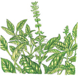 Organic Basil, Sweet (pack)