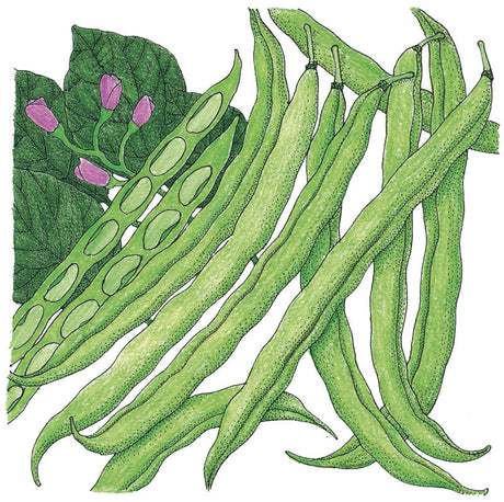 Tendergreen Bush Bean Seeds (Organic)