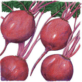 Early Wonder Tall Beet Seeds (Organic)