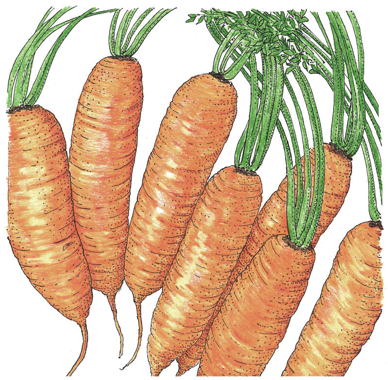 Little Finger Carrot