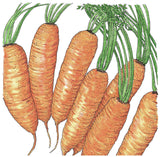 Little Finger Carrot