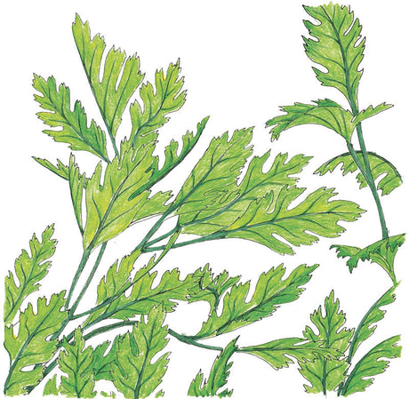 Organic Parsley, Italian