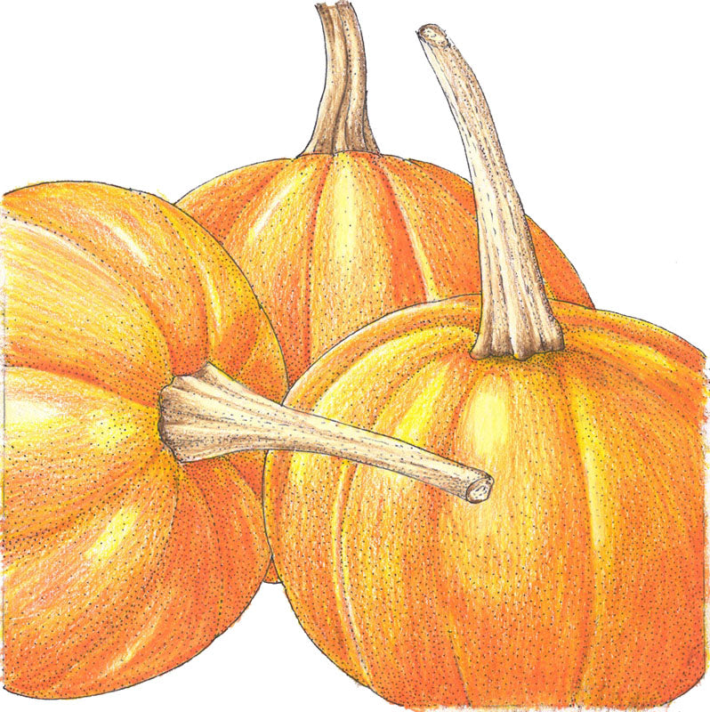 Small Sugar Pumpkin Seeds (Organic)