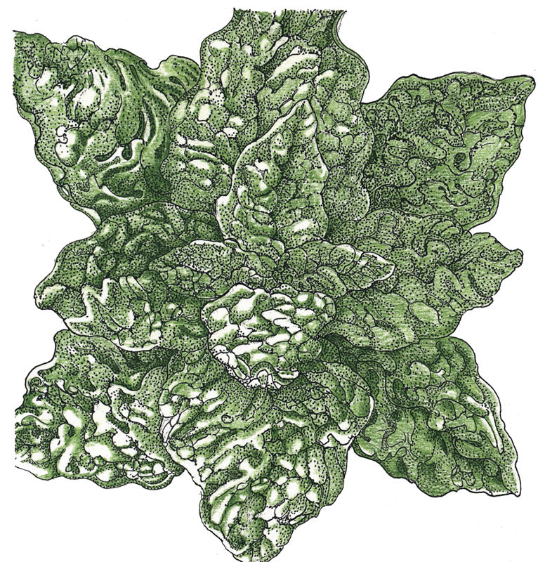 Bloomsdale Spinach